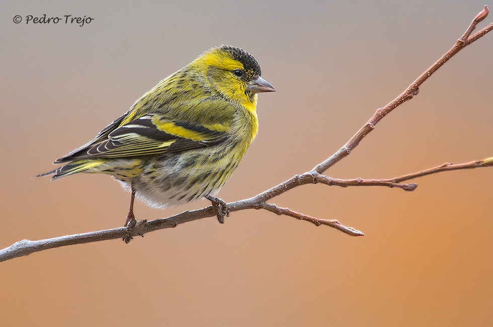 Lugano (Carduelis spinus)